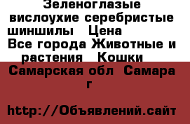 Зеленоглазые вислоухие серебристые шиншилы › Цена ­ 20 000 - Все города Животные и растения » Кошки   . Самарская обл.,Самара г.